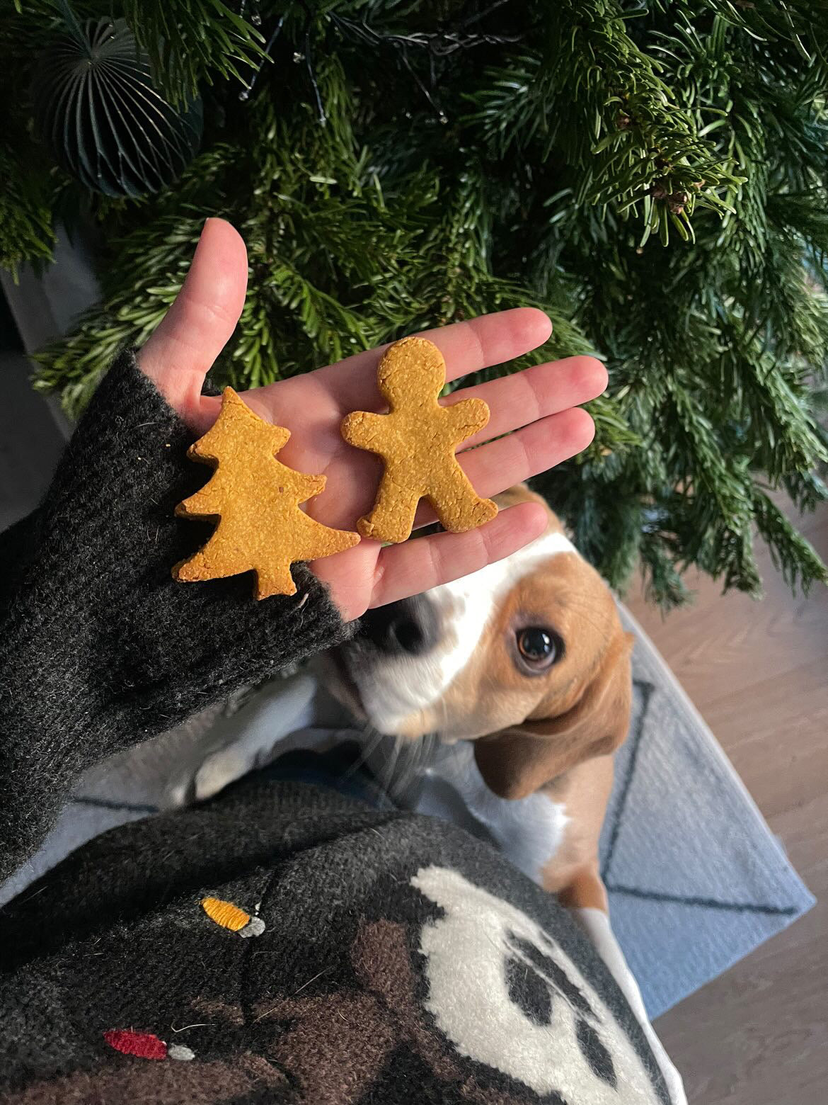 Christmas dog cookies