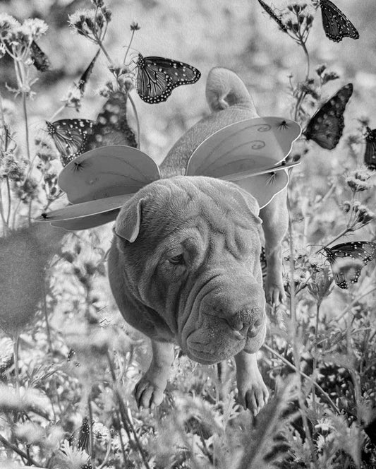 Personaliserbare honden urnen