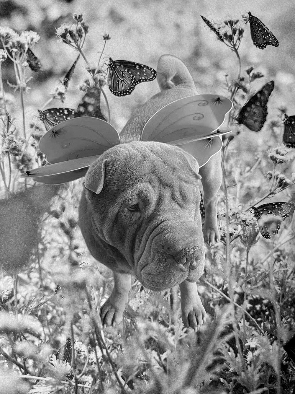 Personaliserbare honden urnen